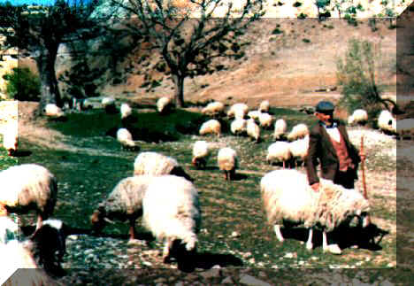 yayla.jpg (29887 bytes)